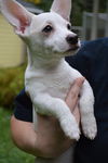 Presley a Parson Russell Terrier mix puppy