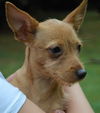 Carmen a 4 month old Chorkie Puppy