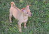 Carmen a 4 month old Chorkie Puppy