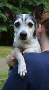 Nugget, a senior Dachshund-Rat Terrier mix