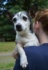 Nugget, a senior Dachshund-Rat Terrier mix