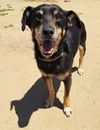 Kirby, A Dachshund male