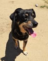 Kirby, A Dachshund male