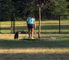 Kirby, A Dachshund male