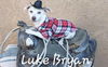 Luke a Jack Russell-Dachshund mix puppy