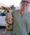 Carina a Pembroke Welsh Corgi-Dachshund mix