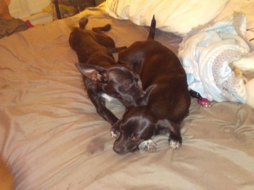 Bella (now Stella), A rat terrier and Lunas Sister