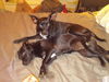 Bella (now Stella), A rat terrier and Lunas Sister