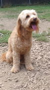 Rex a Havanese -Poodle boy