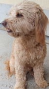 Rex a Havanese -Poodle boy