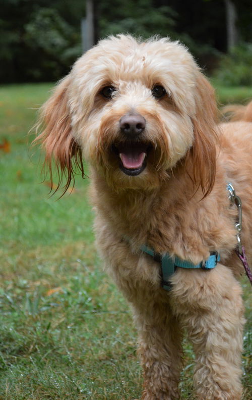 Rex a Havanese -Poodle boy