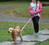 Rex a Havanese -Poodle boy