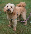 Rex a Havanese -Poodle boy