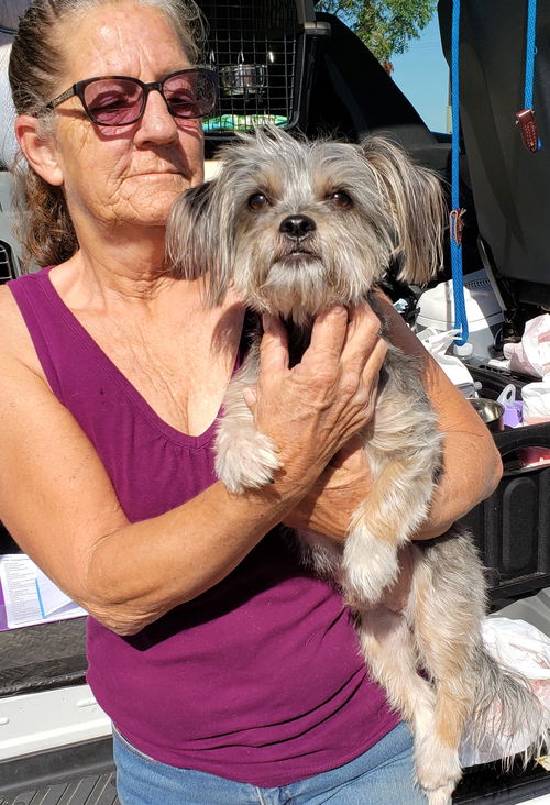 Duke, a Male Yorkshire Terrier-Shih Tzu mix