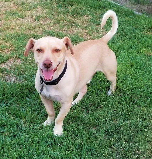 Henry, a Dachshund mix