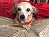 Ally a Senior Chiweenie