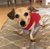 Ally a Senior Chiweenie