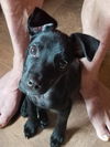 Thunder, Lab-Rottweiler-small breed puppy