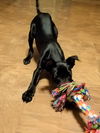 Thunder, Lab-Rottweiler-small breed puppy