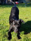 Thunder, Lab-Rottweiler-small breed puppy