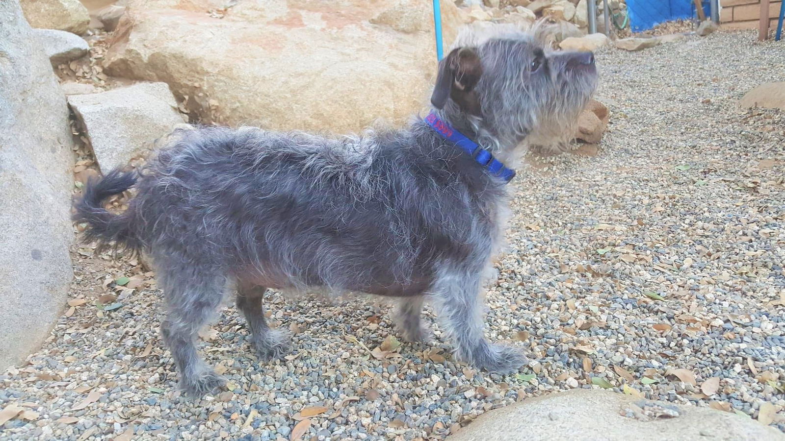 Cairn terrier poodle cheap for adoption