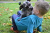 Buddy, a Cairn Terrier-Poodle mix