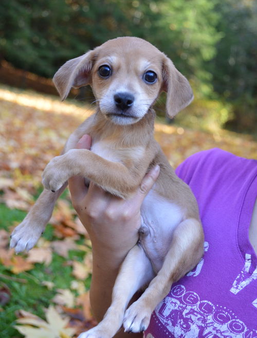 Henry, Jackshund Puppy