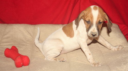 Shake, a Terrier-Beagle mix puppy