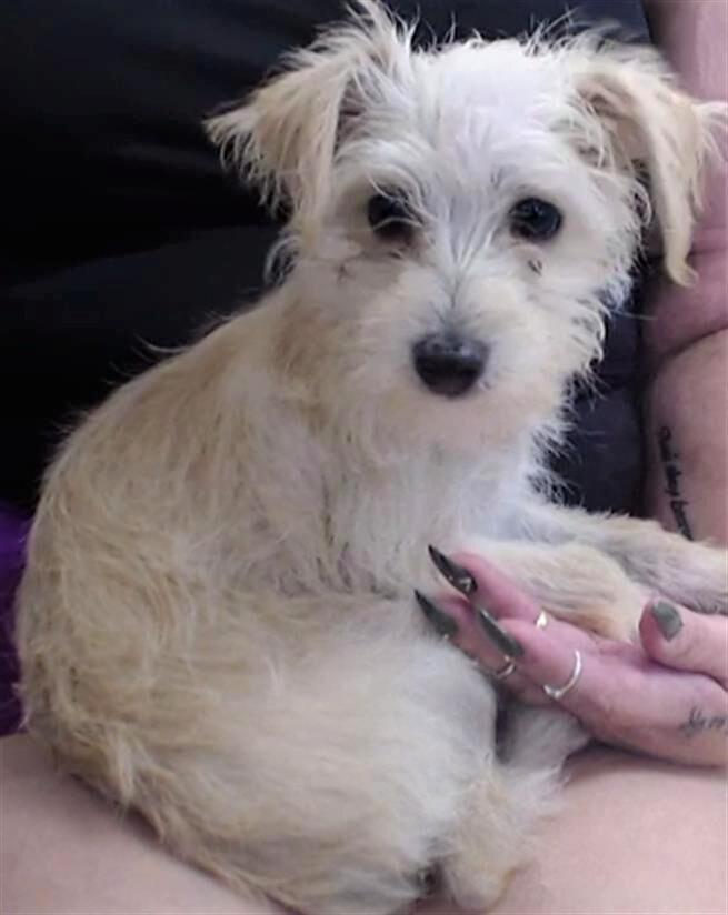 Jack russell hot sale maltese mix dog