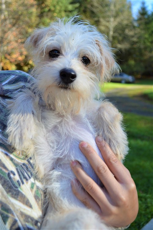 Whisper, a Jack Russell-Maltese mix