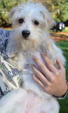 Whisper, a Jack Russell-Maltese mix