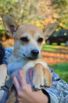 Winston, a Shiba Inu-Chihuahua mix puppy