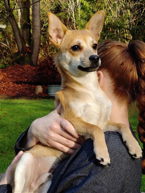 Winston, a Shiba Inu-Chihuahua mix puppy