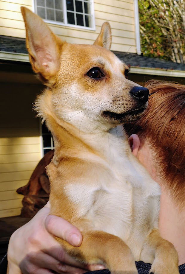 Shiba inu hot sale chihuahua mix