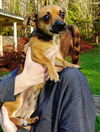 Sammy, a Jack Russell-Dachshund pup