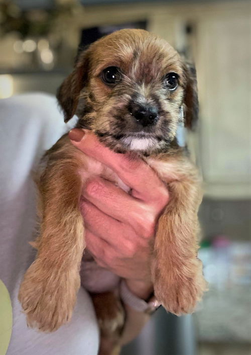 Jessie, jrt.chi puppy