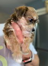 Jessie, jrt.chi puppy