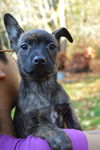 Chica, a Brindled Xolo-Whippet Mix Puppy