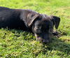 Cammie, a Whippet Mix puppy (tecate Litter)