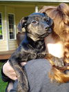 Cammie, a Whippet Mix puppy (tecate Litter)