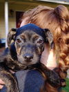 Cammie, a Whippet Mix puppy (tecate Litter)