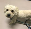 Bentley a Bichon Frise-Poodle boy