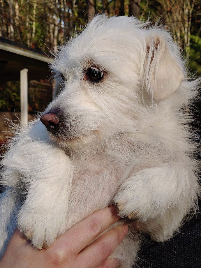 West highland terrier dachshund clearance mix