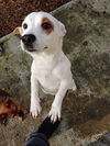 Bekkie a Brittany Spaniel-Dachshund mix