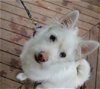 Yolk, A Mixed breed Puppy from China