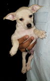 Giaco, a young Terrier-Chi-Dachshund puppy