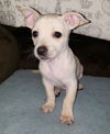 Giaco, a young Terrier-Chi-Dachshund puppy