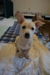 Giaco, a young Terrier-Chi-Dachshund puppy