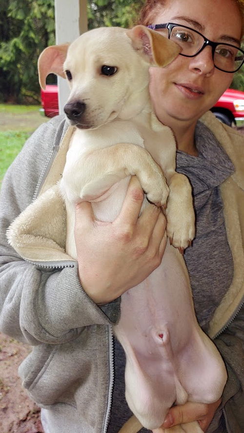 Giaco, a young Terrier-Chi-Dachshund puppy