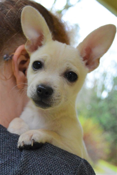 Elina, a Chihuahua-Terrier puppy
